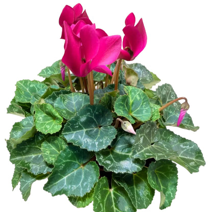 Cyclamen Purple | Purple Flowering Plant Australia