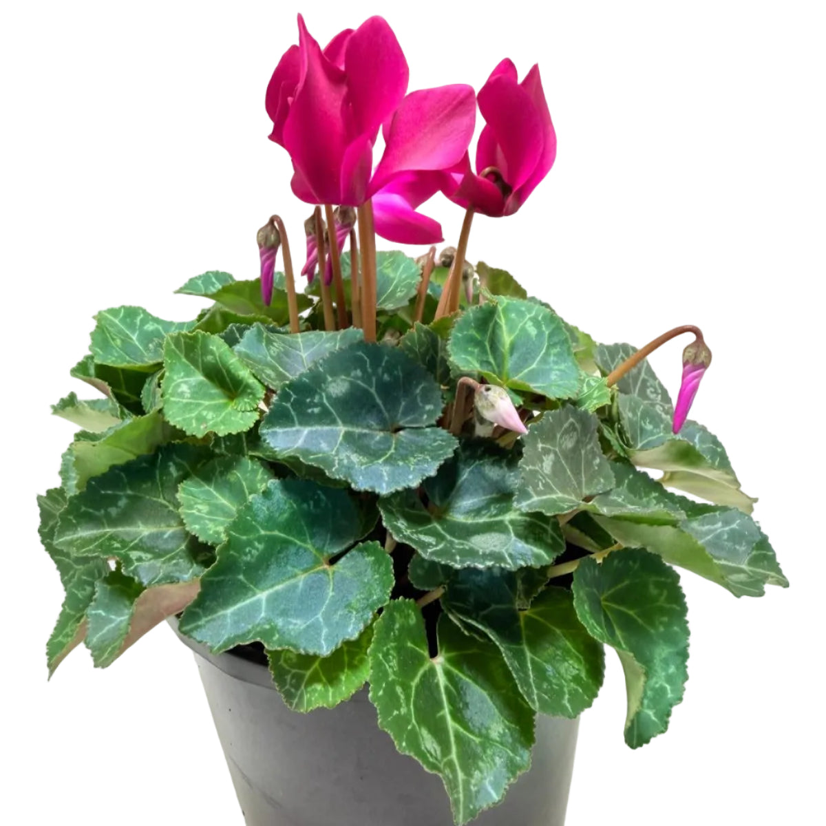 Cyclamen Purple | Purple Flowering Plant Australia