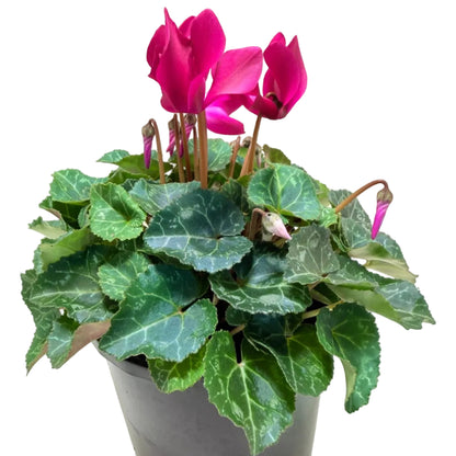 Cyclamen Purple | Purple Flowering Plant Australia