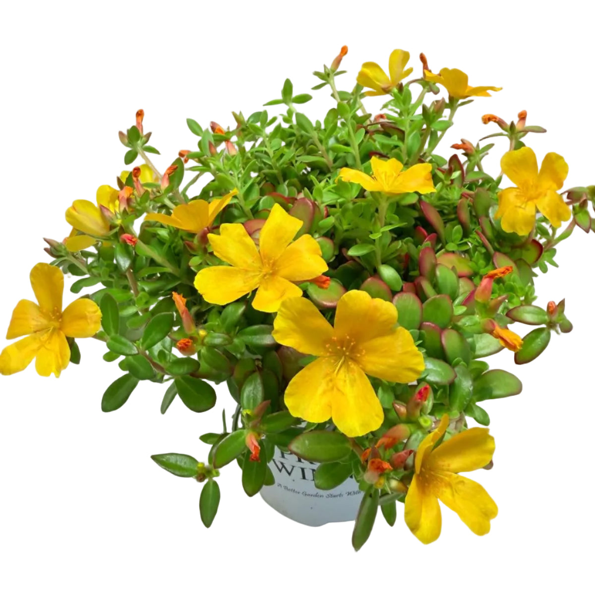 Portulaca Mojave Yellow | Yellow Flowering Succulent Australia