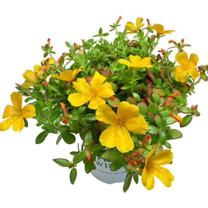Portulaca Mojave Yellow | Yellow Flowering Succulent Australia