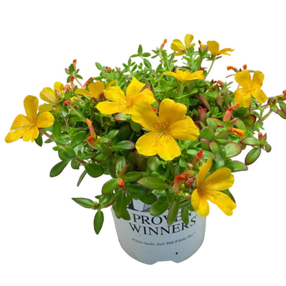 Portulaca Mojave Yellow | Yellow Flowering Succulent Australia