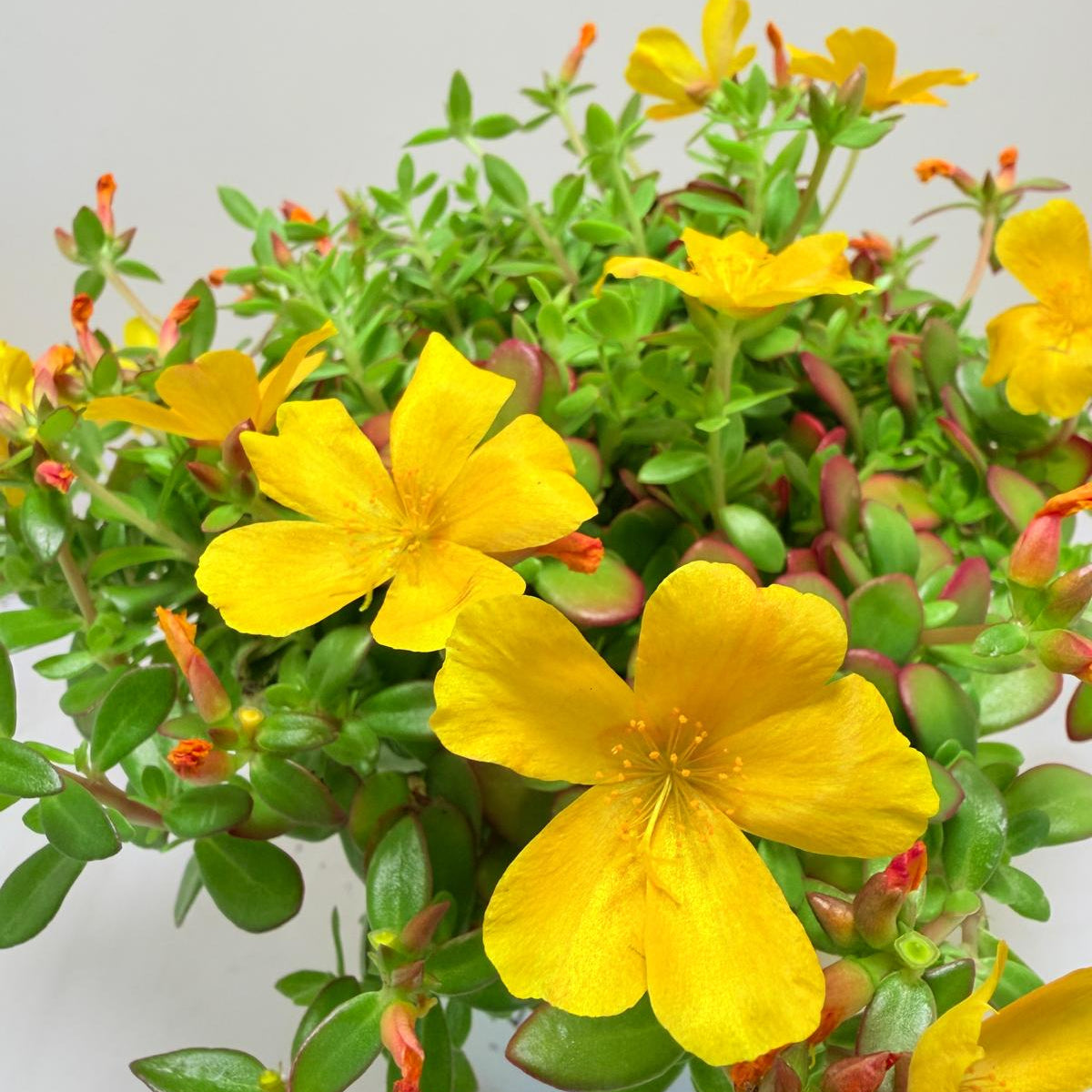 Portulaca Mojave Yellow | Yellow Flowering Succulent Australia