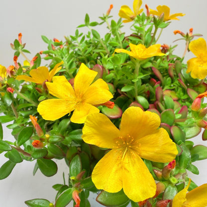 Portulaca Mojave Yellow | Yellow Flowering Succulent Australia