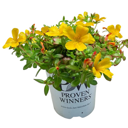 Portulaca Mojave Yellow | Yellow Flowering Succulent Australia