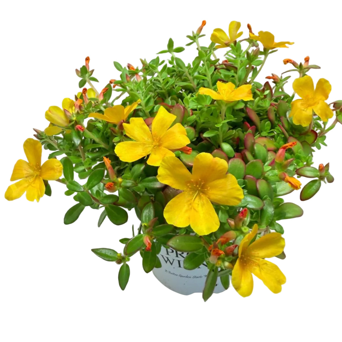 Portulaca Mojave Yellow | Yellow Flowering Succulent Australia