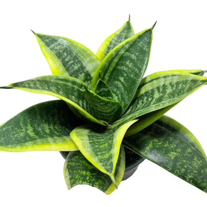 Senserveria Lotus Hahnii | Bird’s Nest Snake Plant Australia