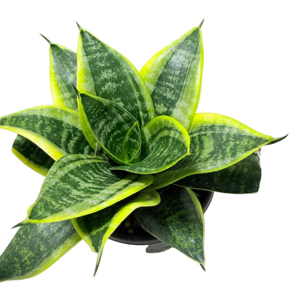 Senserveria Lotus Hahnii | Bird’s Nest Snake Plant Australia