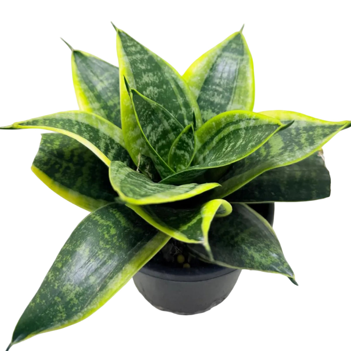 Senserveria Lotus Hahnii | Bird’s Nest Snake Plant Australia