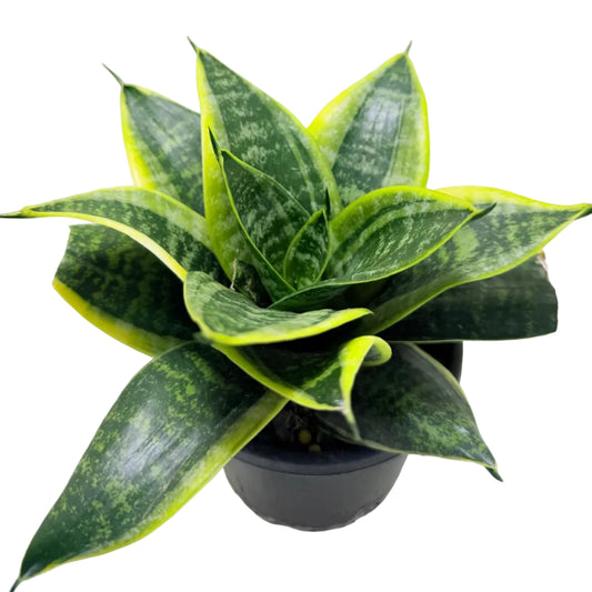 Sanseveria Lotus Hahnii | Bird’s Nest Snake Plant Australia