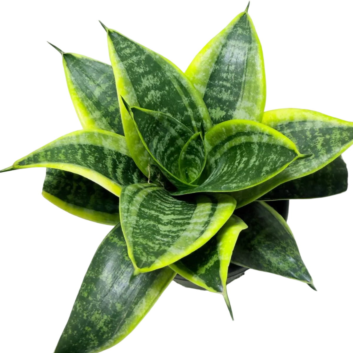Senserveria Lotus Hahnii | Bird’s Nest Snake Plant Australia