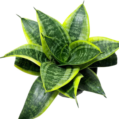 Senserveria Lotus Hahnii | Bird’s Nest Snake Plant Australia