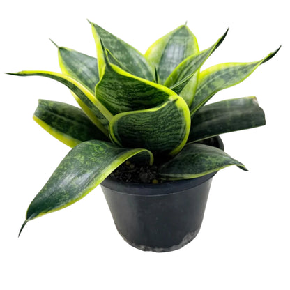 Senserveria Lotus Hahnii | Bird’s Nest Snake Plant Australia