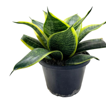 Senserveria Lotus Hahnii | Bird’s Nest Snake Plant Australia