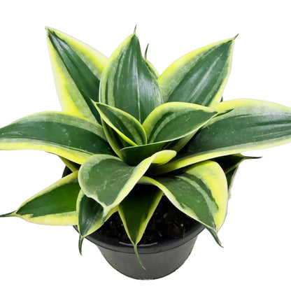 Senserveria Hahni Gold  | Golden Bird’s Nest Snake Plant