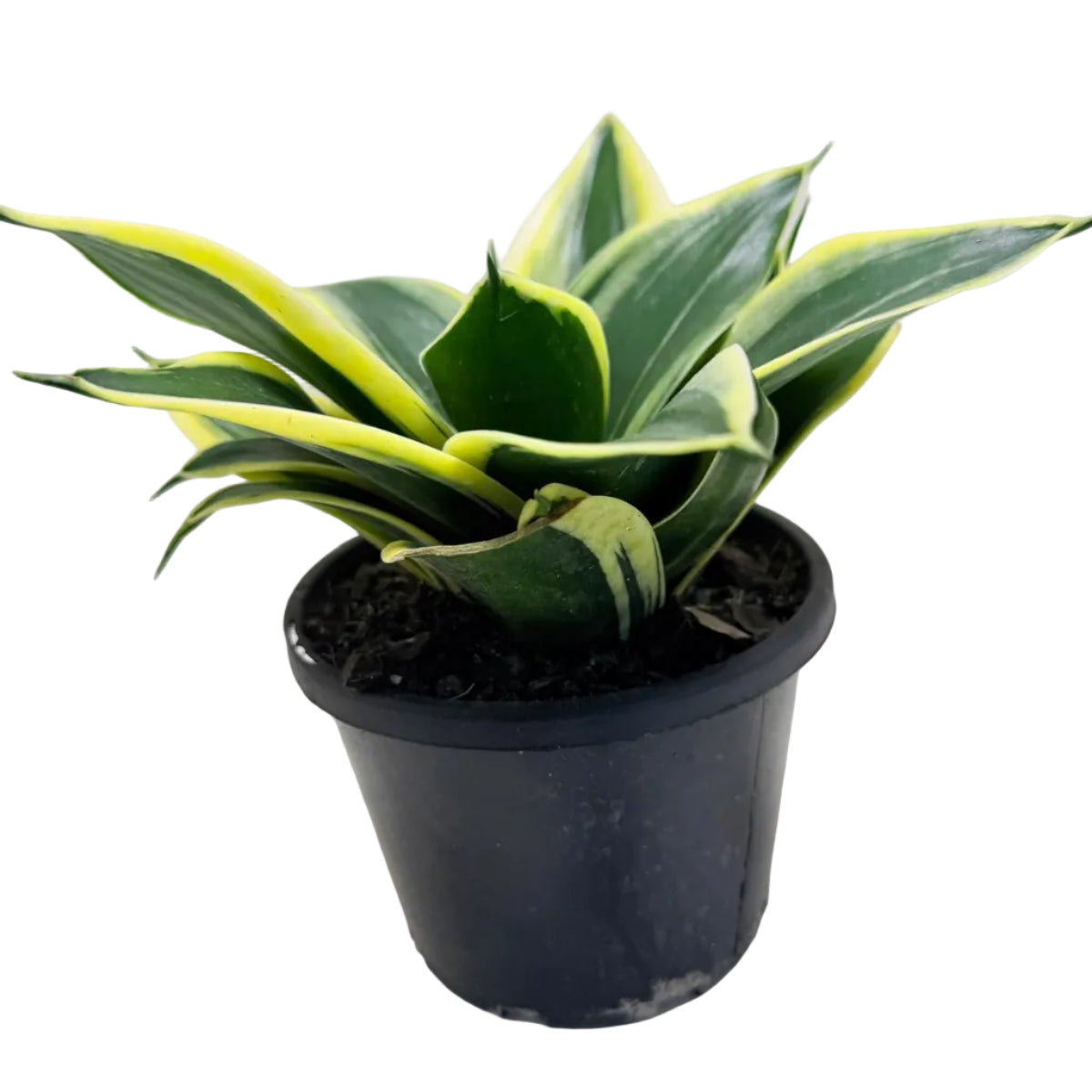 Senserveria Hahni Gold  | Golden Bird’s Nest Snake Plant
