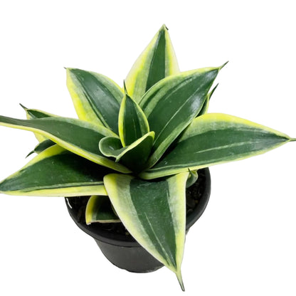 Senserveria Hahni Gold  | Golden Bird’s Nest Snake Plant