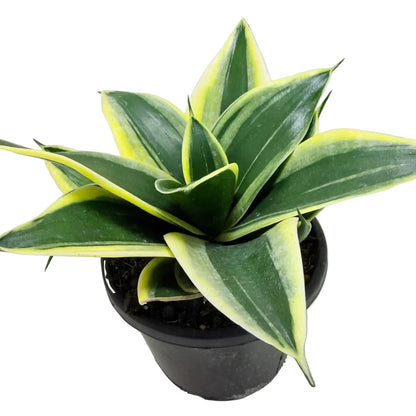 Senserveria Hahni Gold  | Golden Bird’s Nest Snake Plant