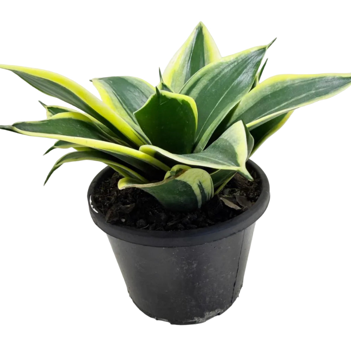Senserveria Hahni Gold  | Golden Bird’s Nest Snake Plant