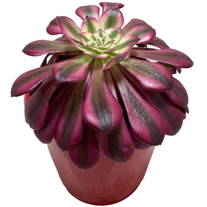 Aeonium ‘Red Sunny’ – Colourful Rosette Succulent | 130mm Pot