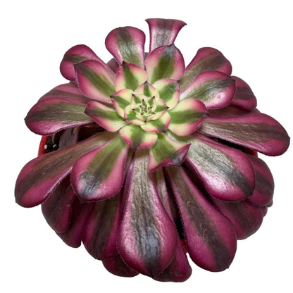 Aeonium ‘Red Sunny’ – Colourful Rosette Succulent | 130mm Pot