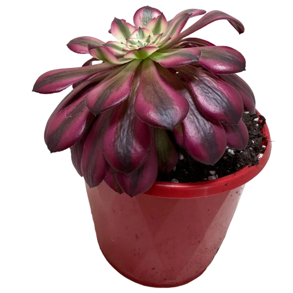 Aeonium ‘Red Sunny’ – Colourful Rosette Succulent | 130mm Pot