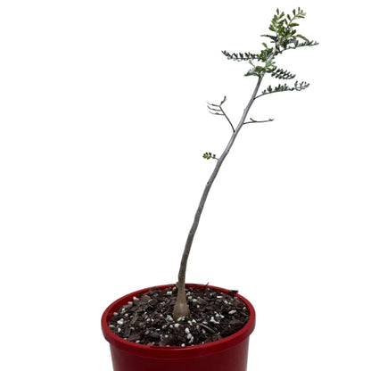 Bursera microphylla – Elephant Tree Caudex Plant | 140mm Pot