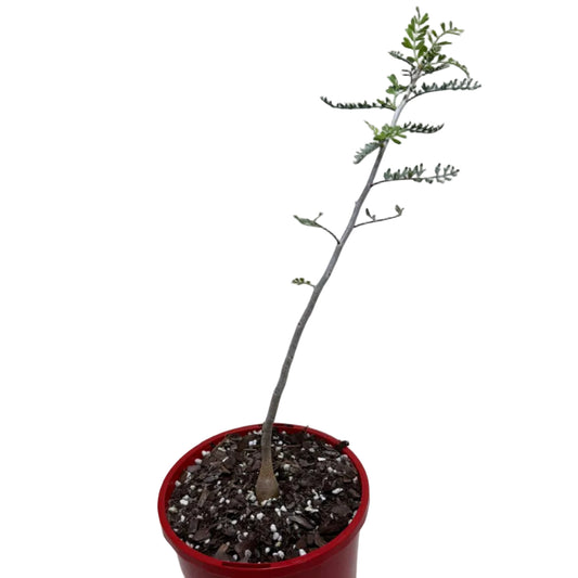 Bursera microphylla – Elephant Tree Caudex Plant | 140mm Pot