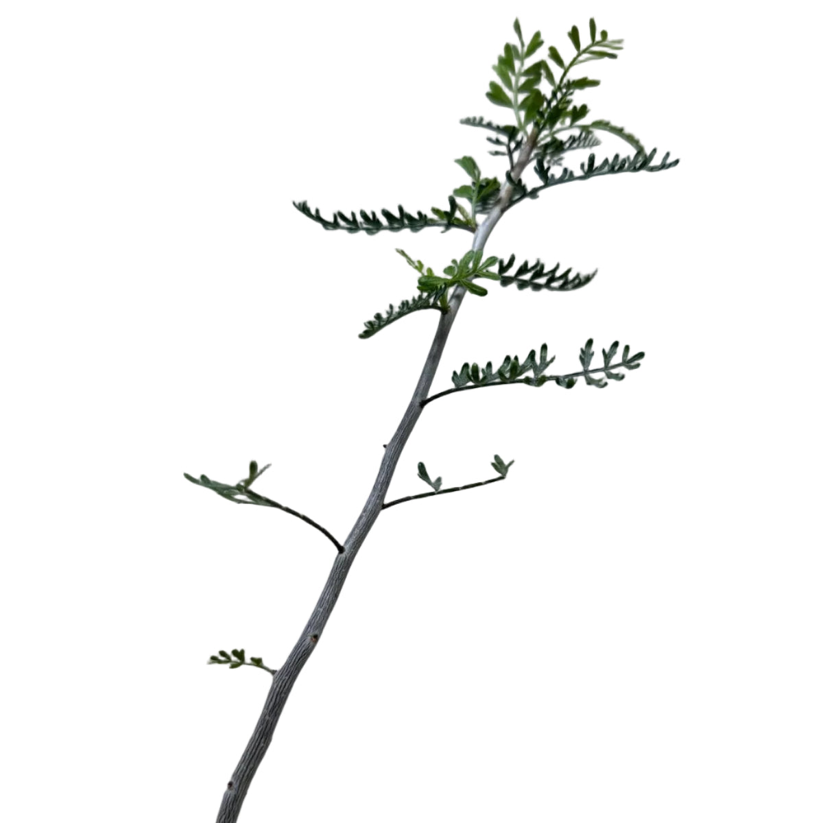 Bursera microphylla – Elephant Tree Caudex Plant | 140mm Pot