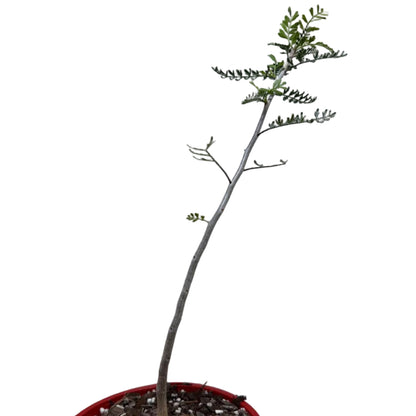 Bursera microphylla – Elephant Tree Caudex Plant | 140mm Pot