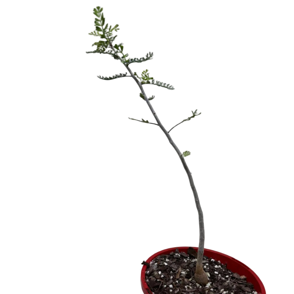 Bursera microphylla – Elephant Tree Caudex Plant | 140mm Pot