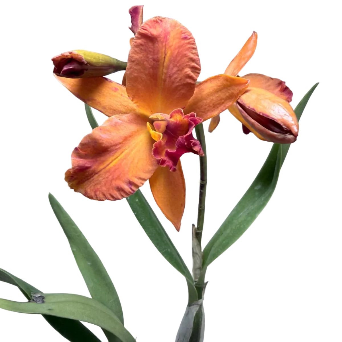 Cattleya Orchid 'Topaz Sunstone' (Ctt. Fire Gem) – Flowering Orchid | 140mm Pot