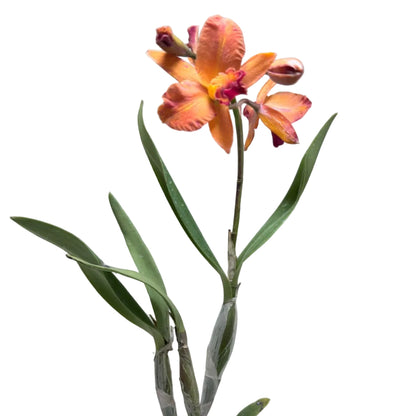 Cattleya Orchid 'Topaz Sunstone' (Ctt. Fire Gem) – Flowering Orchid | 140mm Pot
