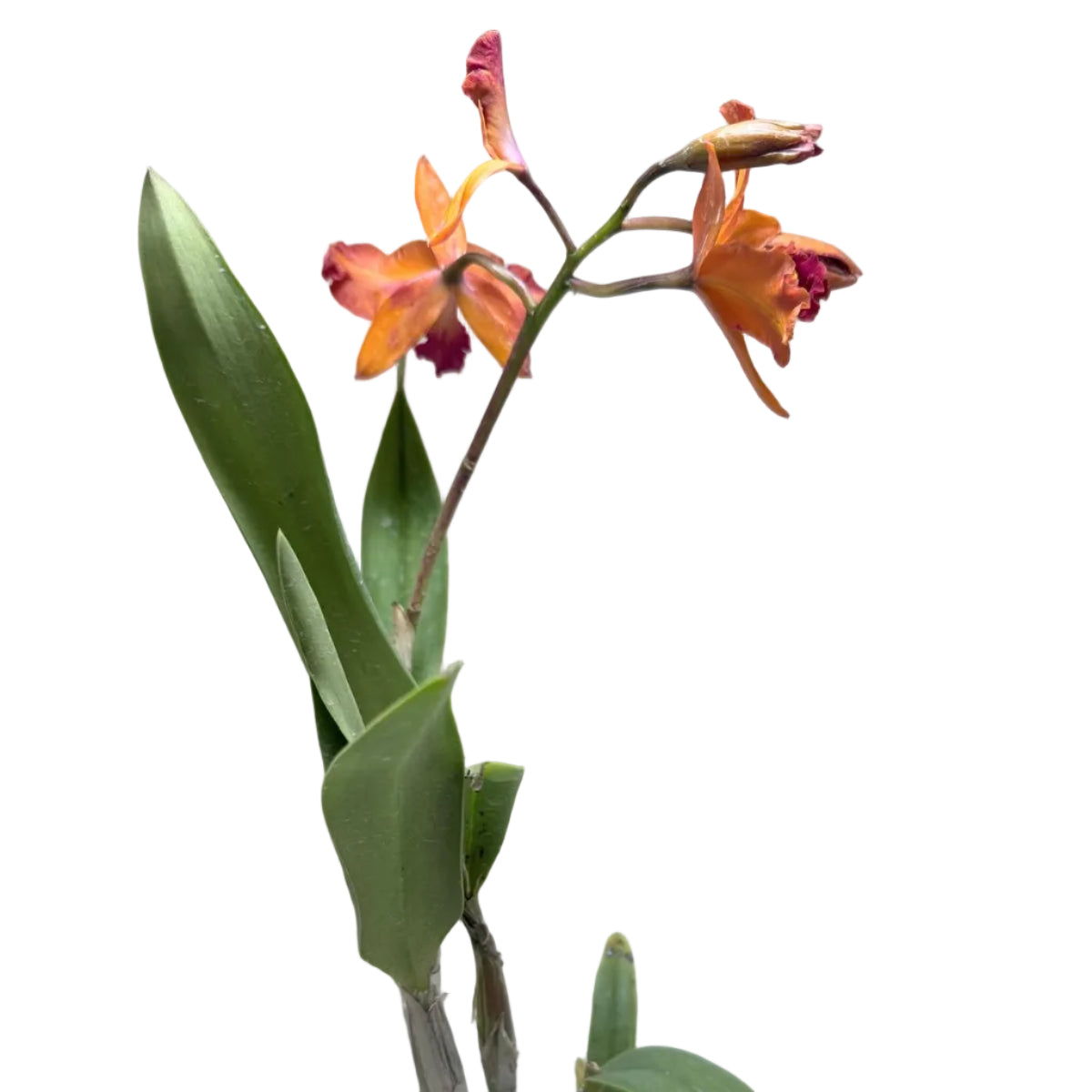 Cattleya Orchid 'Topaz Sunstone' (Ctt. Fire Gem) – Flowering Orchid | 140mm Pot