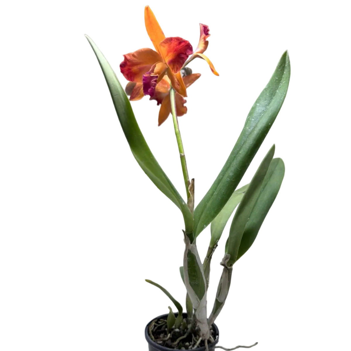 Cattleya Orchid 'Topaz Sunstone' (Ctt. Fire Gem) – Flowering Orchid | 140mm Pot