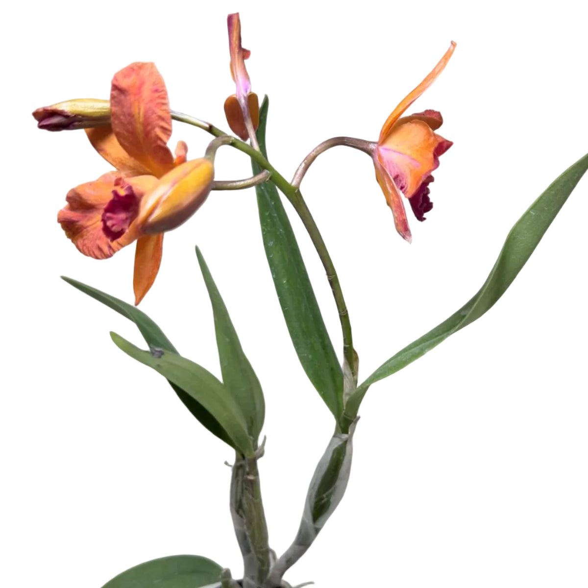 Cattleya Orchid 'Topaz Sunstone' (Ctt. Fire Gem) – Flowering Orchid | 140mm Pot