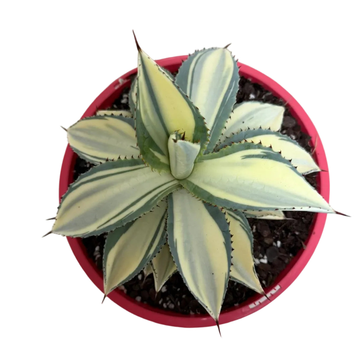 Agave ‘Sun Goddess’ – Striking Architectural Succulent | 210mm Pot