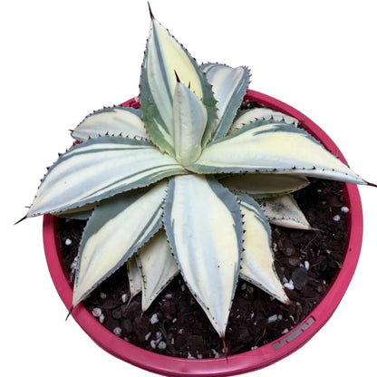 Agave ‘Sun Goddess’ – Striking Architectural Succulent | 210mm Pot