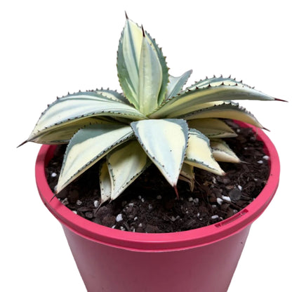 Agave ‘Sun Goddess’ – Striking Architectural Succulent | 210mm Pot