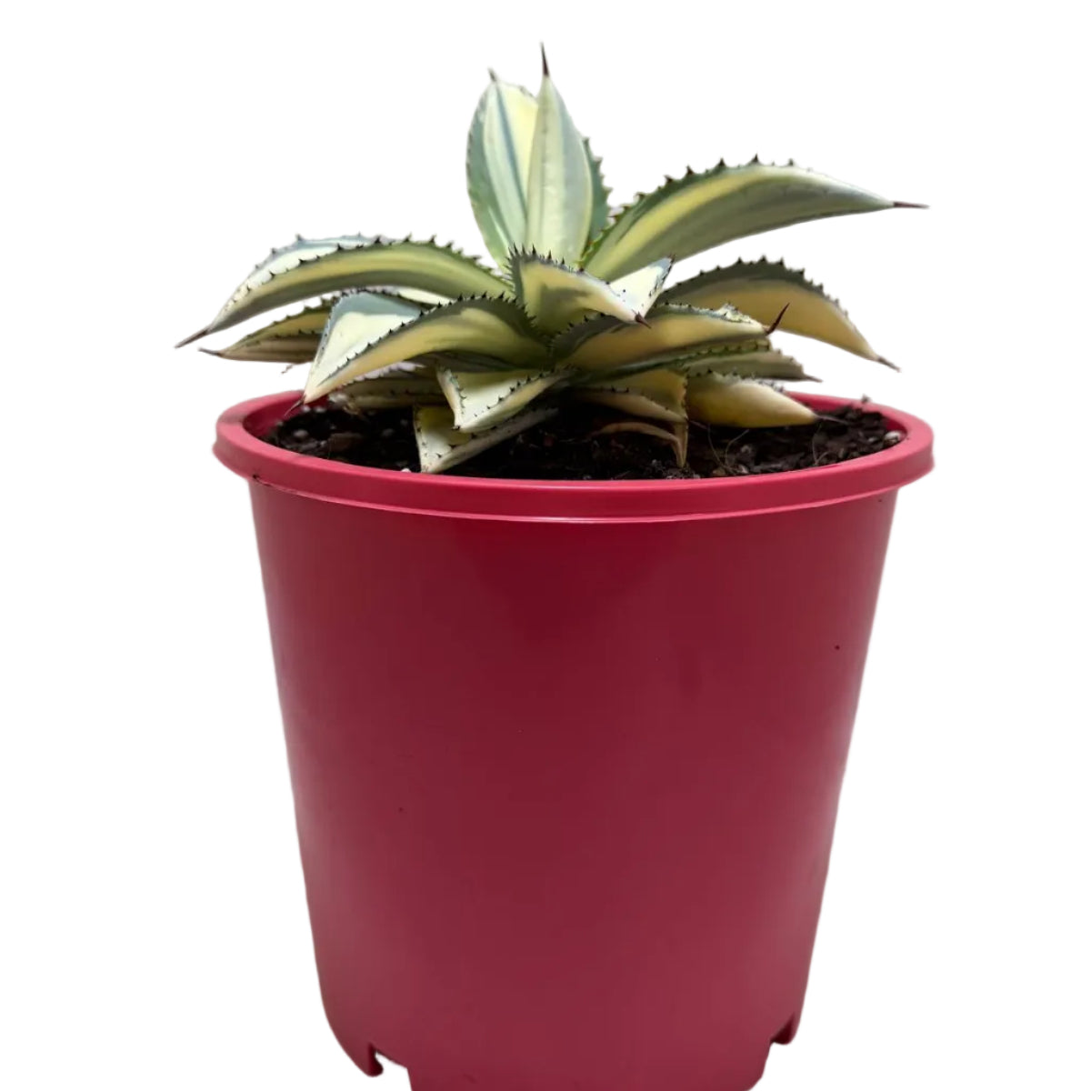 Agave ‘Sun Goddess’ – Striking Architectural Succulent | 210mm Pot