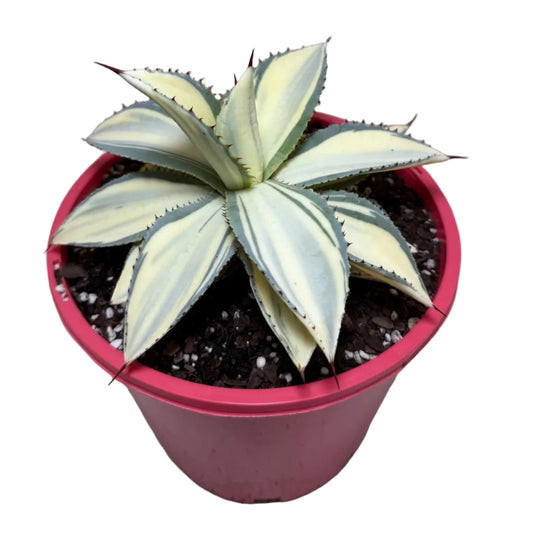 Agave ‘Sun Goddess’ – Striking Architectural Succulent | 210mm Pot