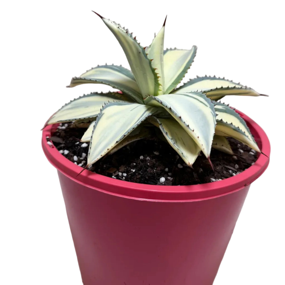 Agave ‘Sun Goddess’ – Striking Architectural Succulent | 210mm Pot
