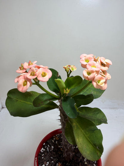 Euphorbia Milli Coral #224