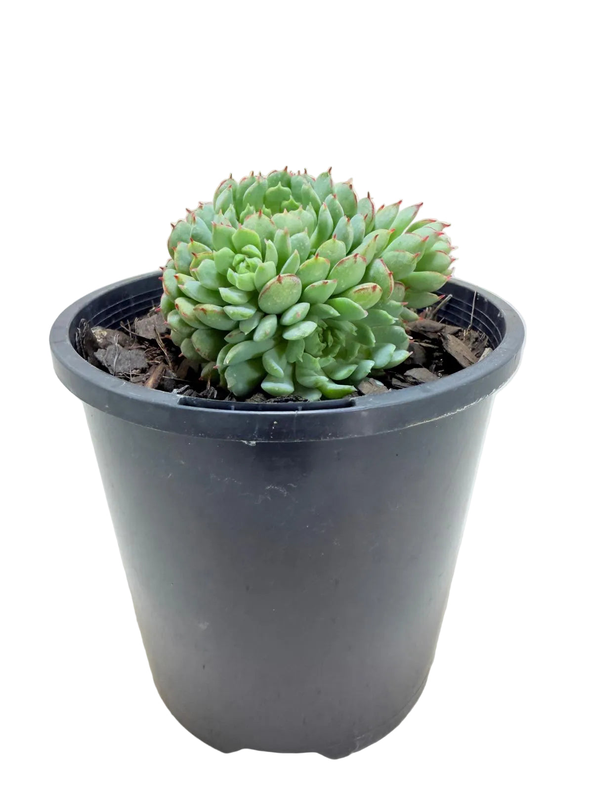Echeveria 'Globulosa'