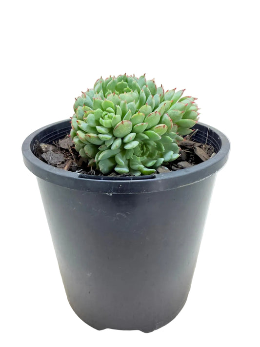Echeveria 'Globulosa'