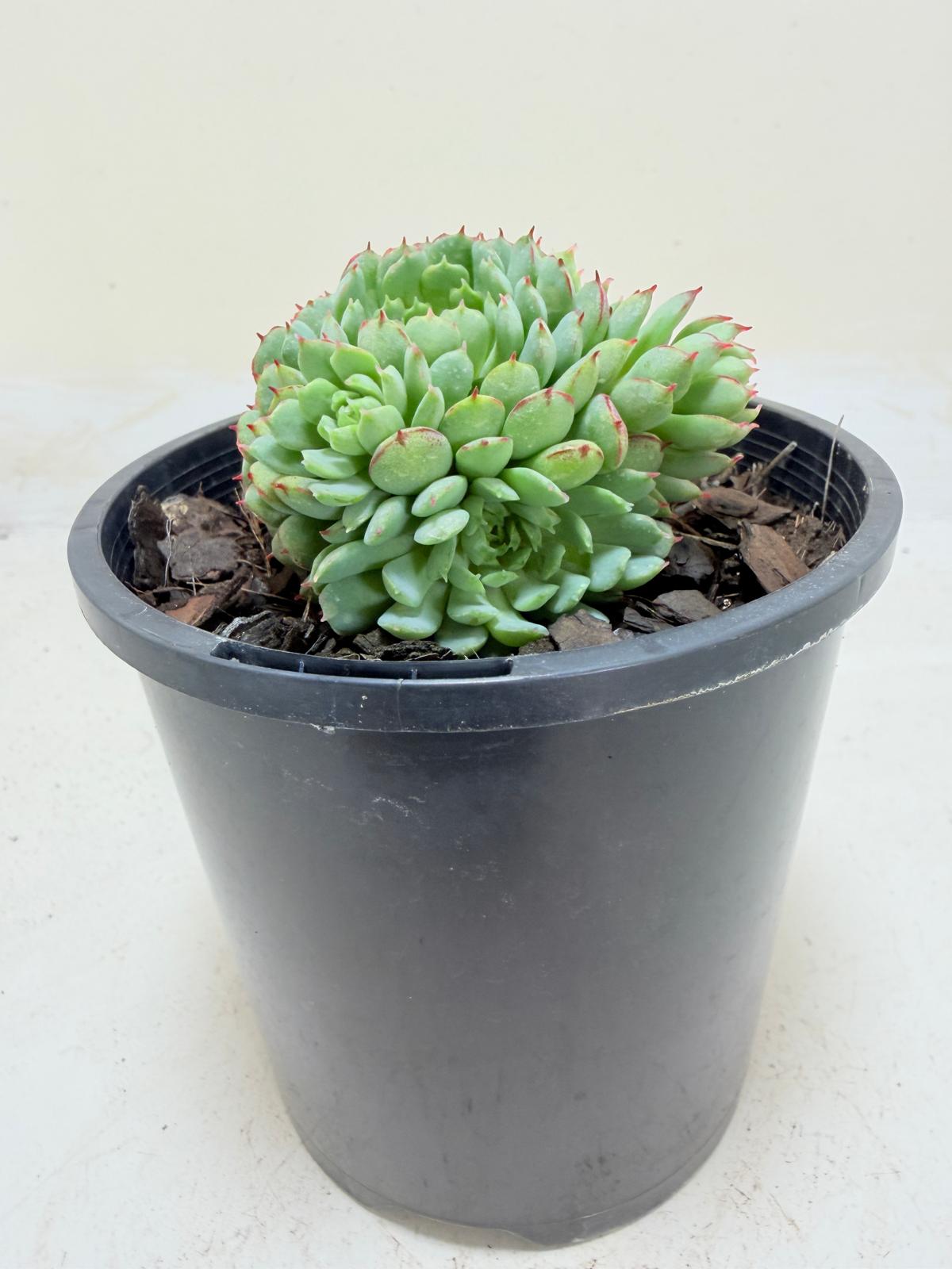 Echeveria 'Globulosa'