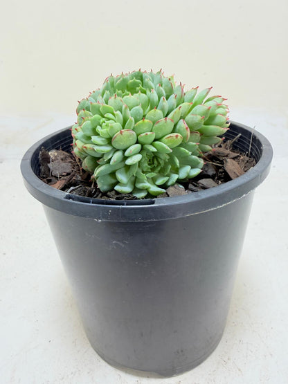 Echeveria 'Globulosa'
