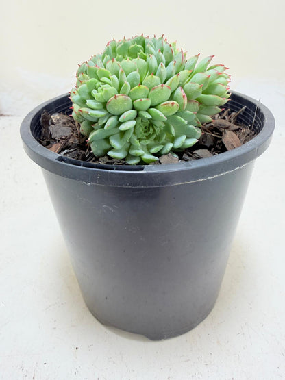 Echeveria 'Globulosa'