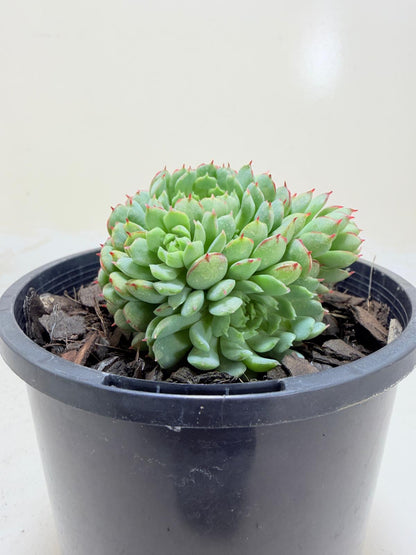 Echeveria 'Globulosa'
