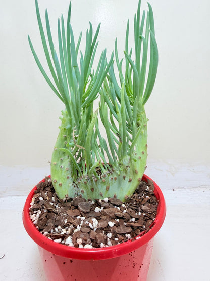 Senecio Talinoides Mermaids Tail #206